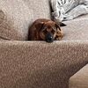 犬の薬、かっこいい