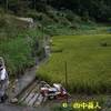 旧西吉野村永谷の稲刈りにハゼ場