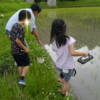 田植えの季節、カエルの季節