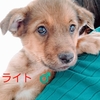 保護子犬５匹の飼い主さんを募集します