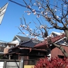 ＃武蔵境ぶらり#桜＃開花＃Cherry Blossoms＃Flowering＃Musashi Sakai Trip