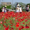 神原町花の会(花美原会)(336)     ポピ－花摘み体験でにぎわう、    最高の花摘み！お勧めします！　