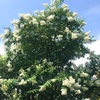 サルスベリの花