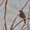 新しいレンズで鳥の撮り初め