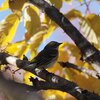 再びキヅタアメリカムシクイ(Yellow-rumped Warbler)