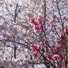 北海道 花の名所 四季彩の丘 花のじゅうたん ２０２１年 見頃に？