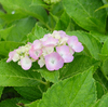 庭の花