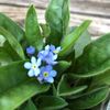 小さなブルーの花がとても可愛い勿忘草を白い小さな鉢に植えこんでみました♡