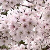 桜からなぜか悪代官