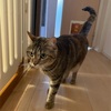 あんころもちの成長記録146