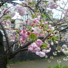 また雨がふる（堀川の桜）