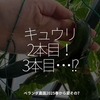 2827食目「キュウリ2本目！3本目･･･!?」ベランダ農園2025春から夏その7
