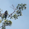 スミインコ Black Lory