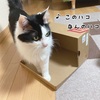 せこいＧＷ