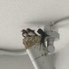 ツバメに起きた悲劇