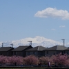 蝶屋の河津桜と白山