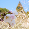 気分転換は春の花を愛でに