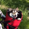 柴犬を自転車のカゴに乗せてみた。
