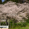 岐阜県高山市一宮町　臥龍桜３