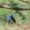 先週の探鳥散歩と鳥果：カメとコサギの狩り、カワセミ多め