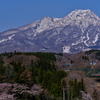残雪の妙高山、満開の桜と急行色の455系を撮る！