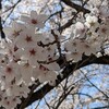 こちら、桜がまだ咲いてます