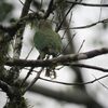 アカミミインコ(Brown-hooded Parrot)