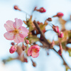 河津桜の開花宣言