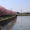 遠州池・春まっさかり・・