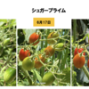 夏野菜　トマト08【色づきが楽しみ】