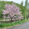 もう、桜は最後。また、庭でおうち時間