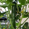 7月29日の野菜の収穫