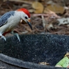 ベリーズ　動物園のキツツキ