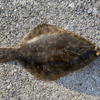 1年間（2020年）に釣れた魚のまとめ　－　その１