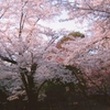 桜。