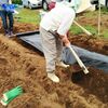 ヤーコンの定植方法・栽培メモ