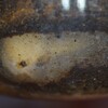 ダビソンフタマタ　オス蛹化