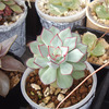春のエケベリアの様子：2024年