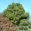 Ilex latifolia　タラヨウ