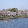 荒子川公園の桜．．08/03/29