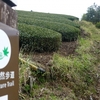 茶畑と東海自然歩道