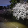 🌸江戸川公園の桜