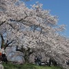 2022.4.2　栃木市金崎の桜堤