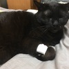 猫が口をくちゃくちゃしたら、病気のサイン？～長ニャン坊クロ、一年ぶりに病院へ行く～