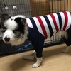 侮るな！犬の抜け毛は無限だ！