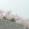 車窓から見る桜