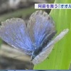 希少なチョウ「オオルリシジミ」