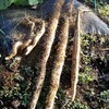 自然薯の収穫
