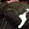 背もたれ頂上でごろ寝だにゃ～；ねこ：保護猫日記。2歳11ヵ月（155週）