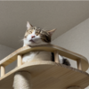 部屋の明かりを浴びながら眠るきなこもち♪